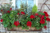 My Gallery: Image