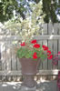 My Gallery: Image