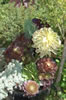 My Gallery: Image