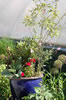 My Gallery: Image